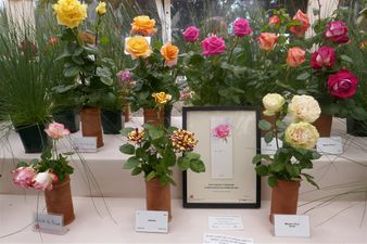 Premio al stand con mayor variedad de rosas. Sant Feliu 2018