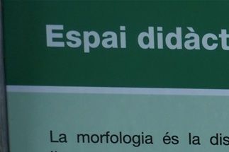Parte de un Rosal