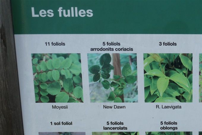Tipo de hojas.