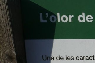 El Olor