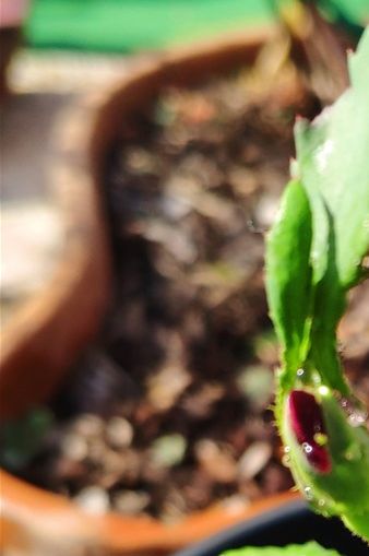 Primer pimpollo de la nueva rosa