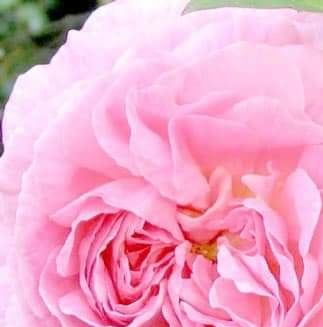 Constance Spry