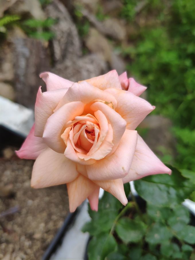 Aphrodita. La diosa de las rosas